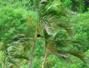 台風１