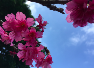 桜１